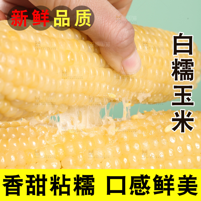 手里拿着白糯玉米