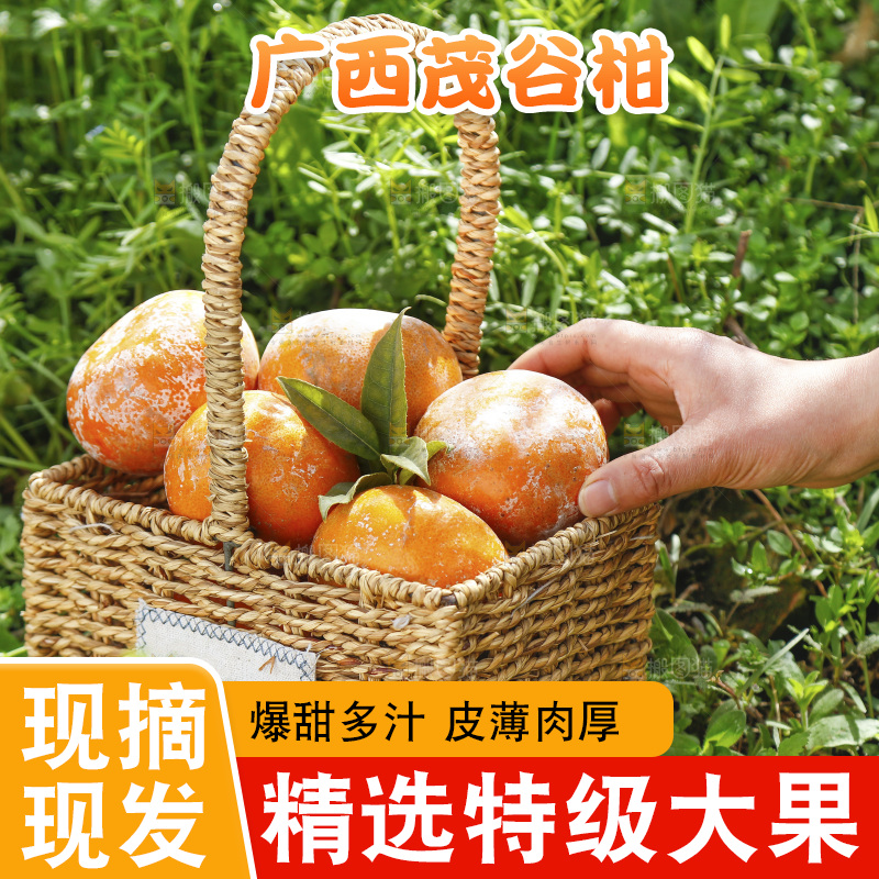 一篮新鲜茂谷柑