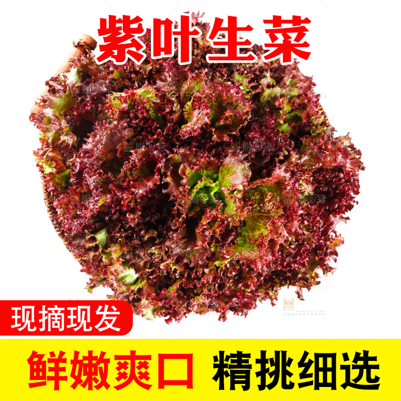 一盘紫叶生菜