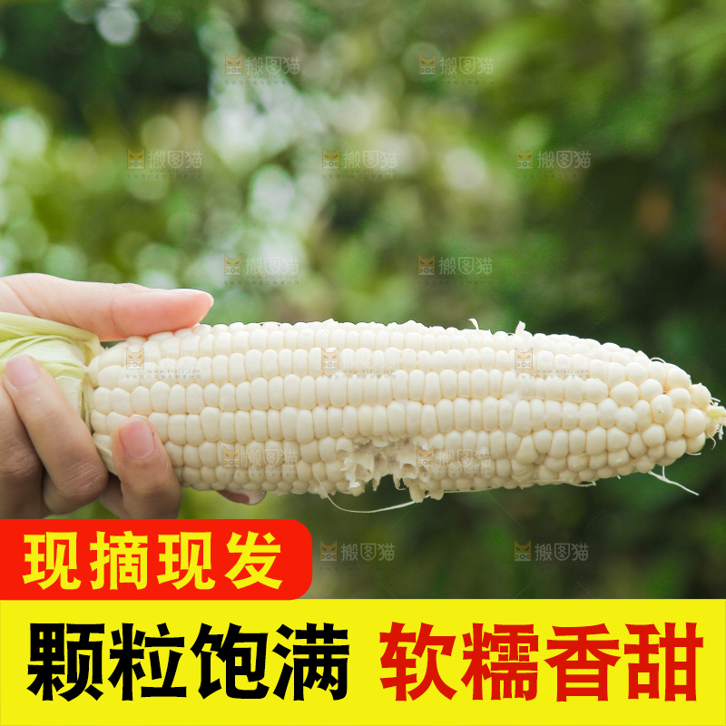 手里拿着白糯玉米棒