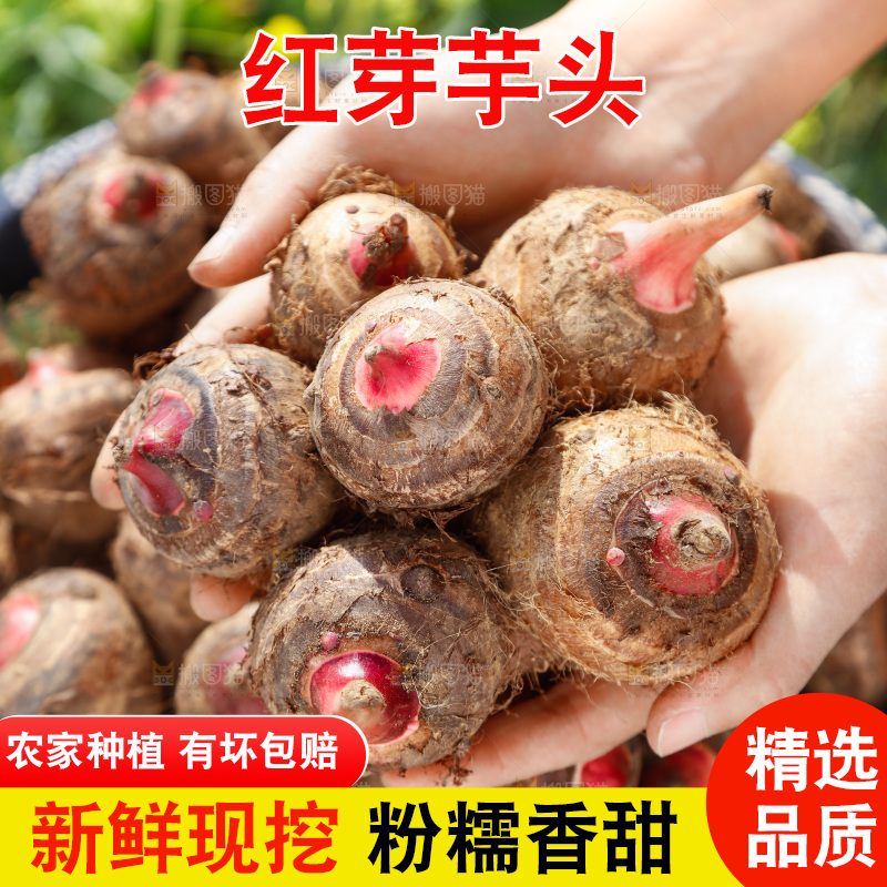 手里拿着红芽芋