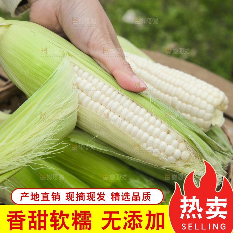 手里拿着白糯玉米棒