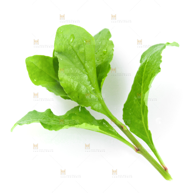白底上放着枸杞芽