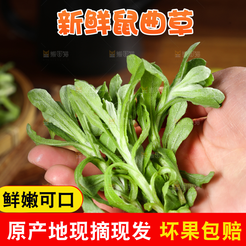手里拿着鼠麴草