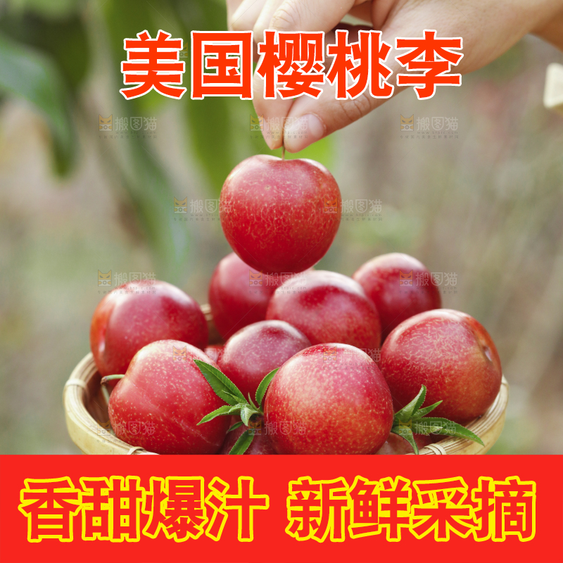 一篮智利樱桃李