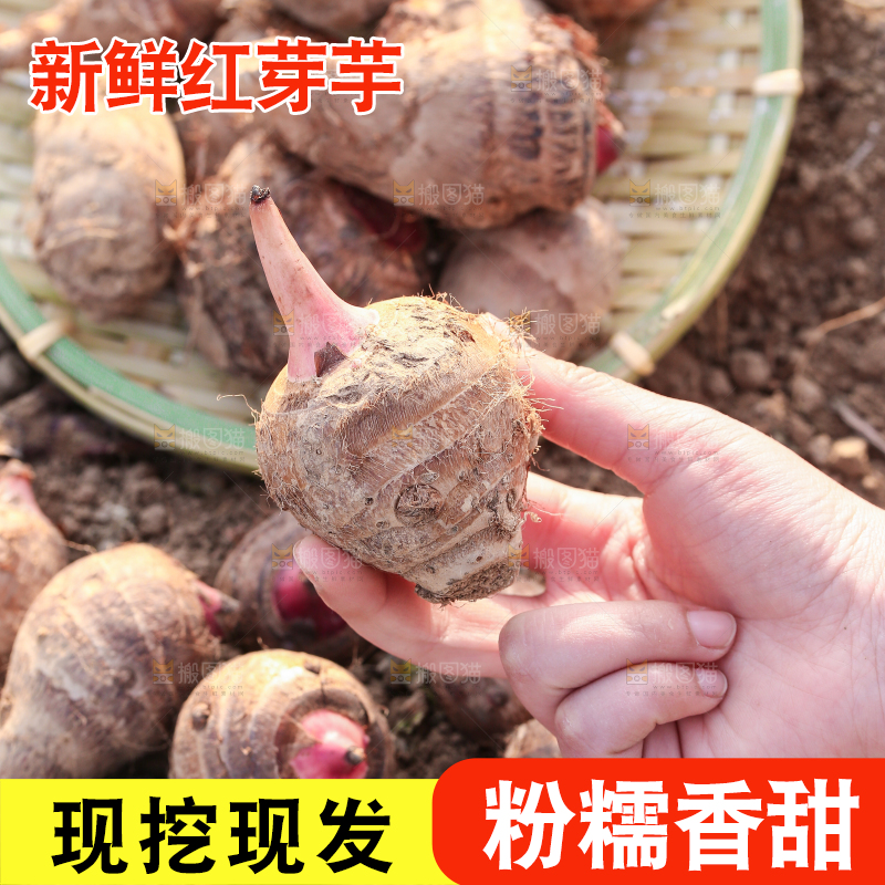 手里拿着新鲜红芽芋