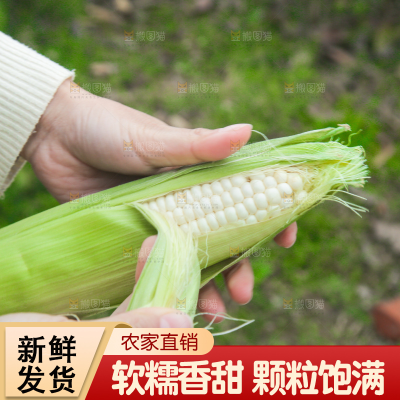 手里拿着白糯玉米棒