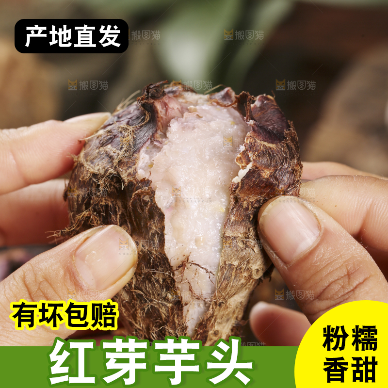 手里拿着熟的红芽芋