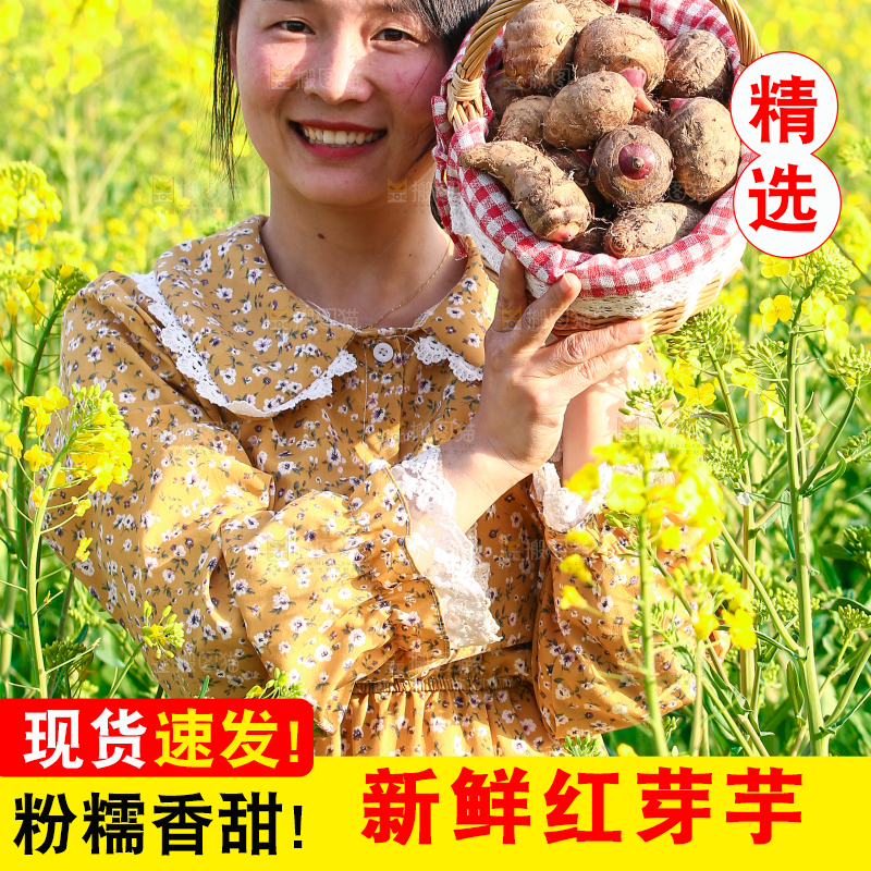 手里提着一篮红芽芋头
