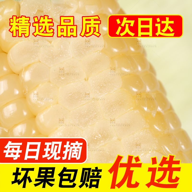 新鲜的甜糯玉米