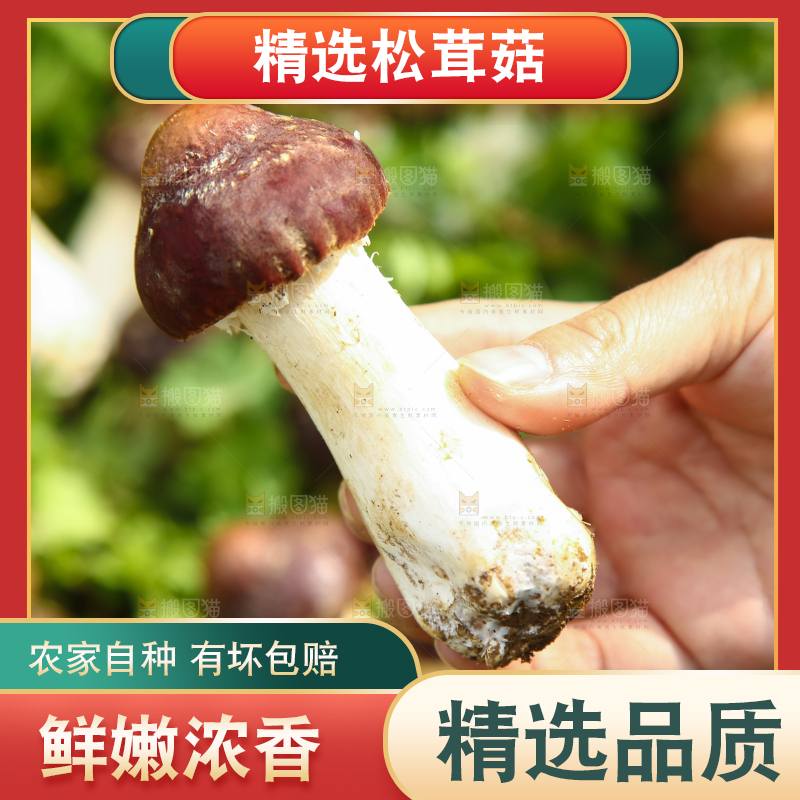 手里拿着赤松茸