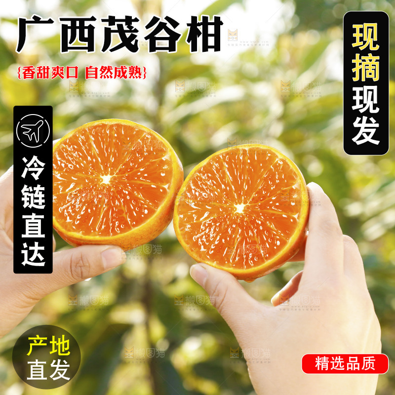 手里拿着切面的茂谷柑