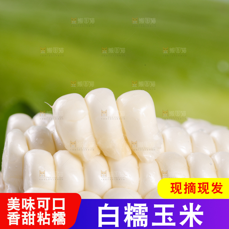 新鲜的白糯玉米