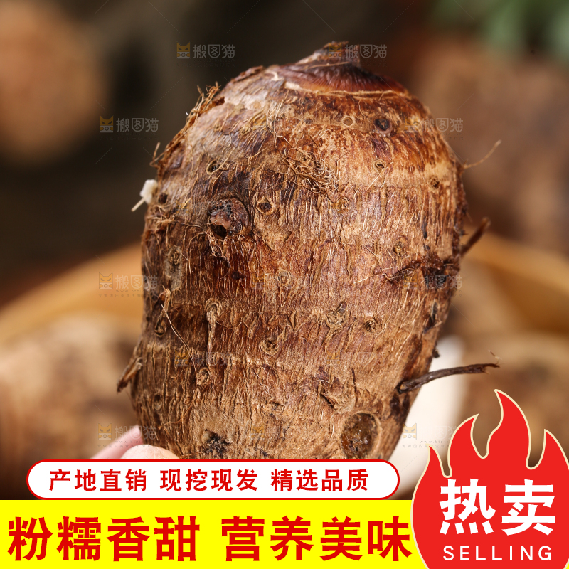 手里拿着熟的小芋头