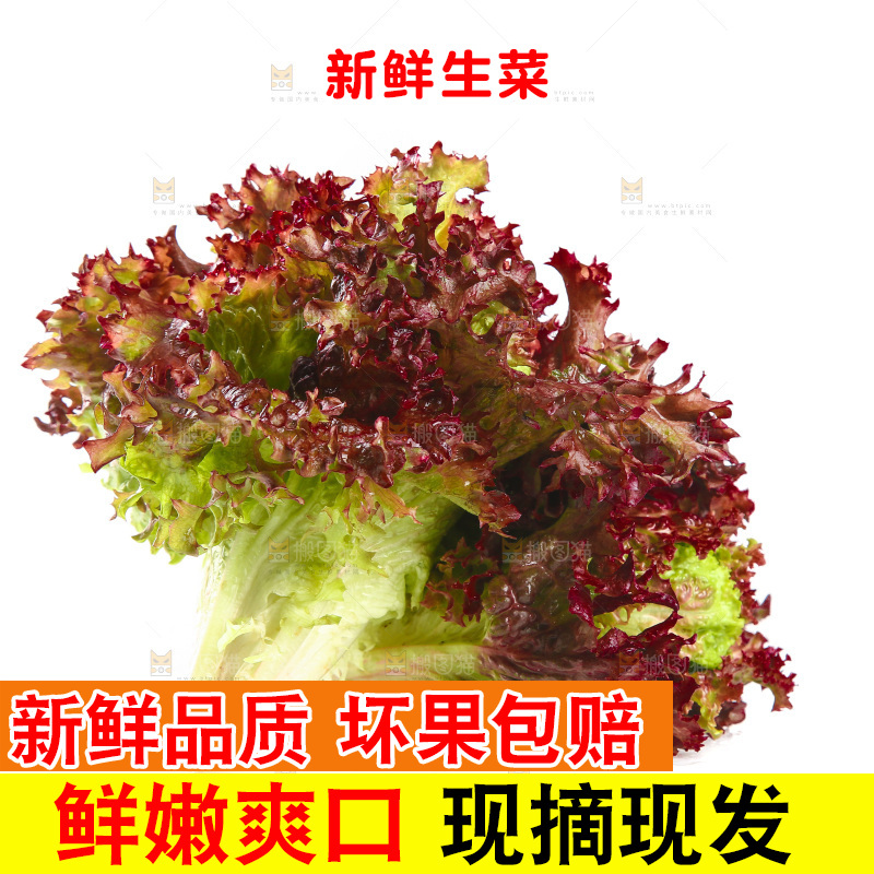 白底上的罗莎红生菜