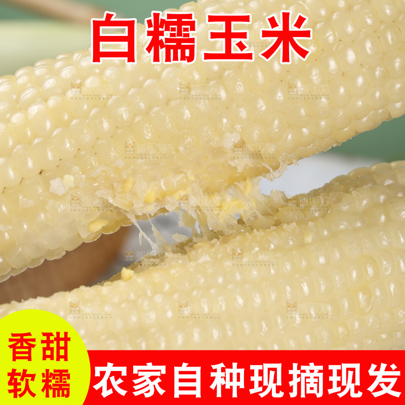 手里拿着白糯玉米棒