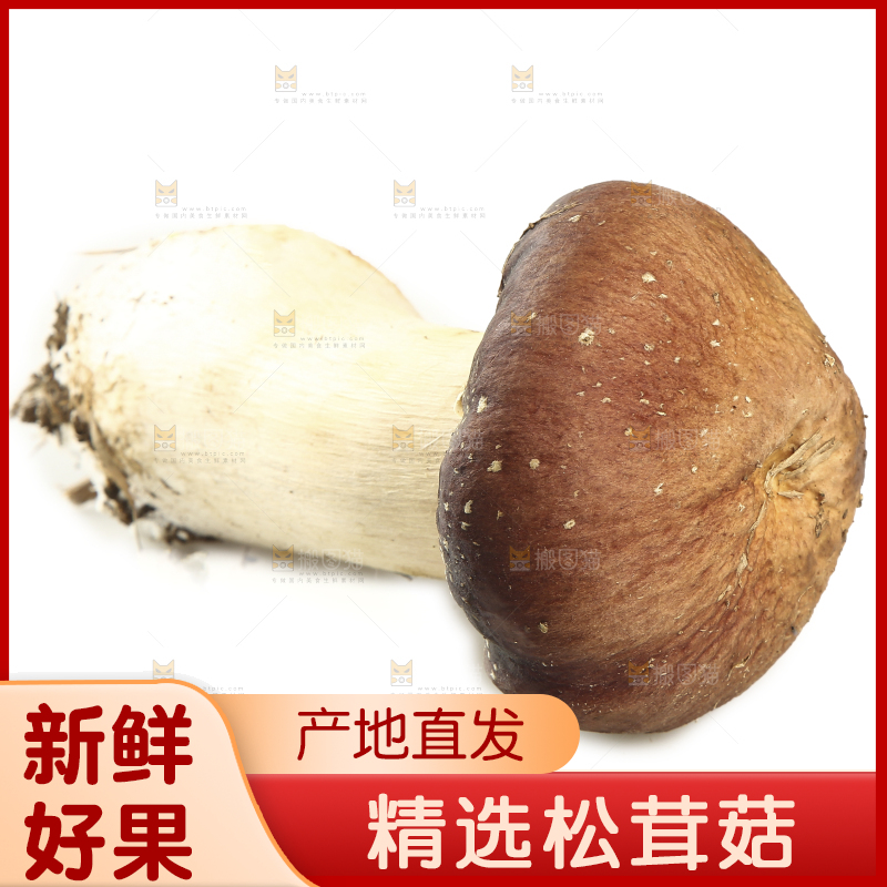白底上放着松茸菇