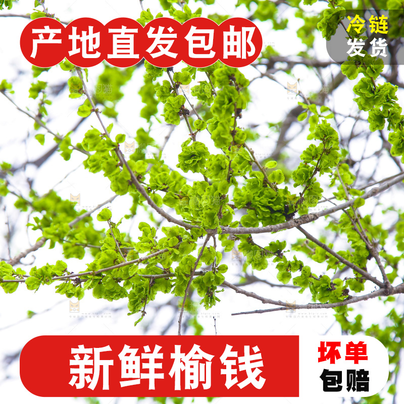 榆钱树枝叶