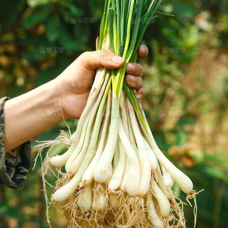 手里拿着荞头