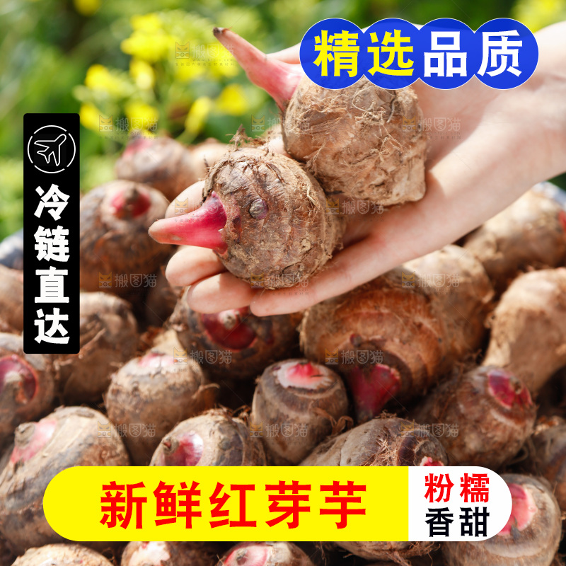 手里拿着红芽芋