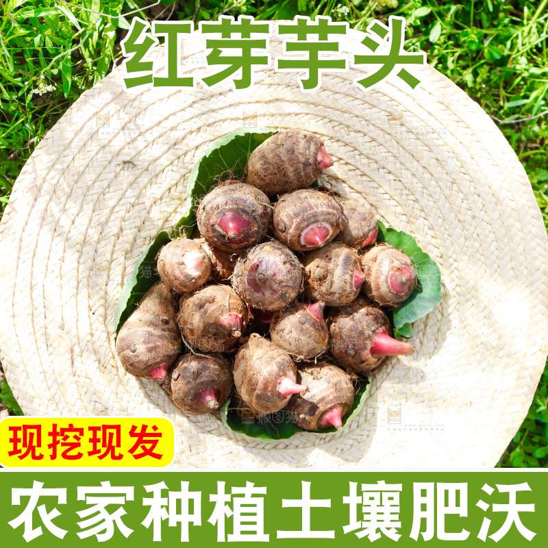 草帽里的小芋头