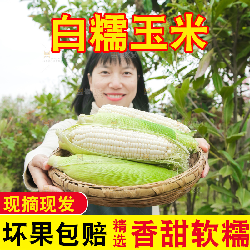 一篮新鲜白糯玉米