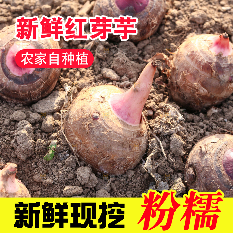 新鲜的红芽芋头
