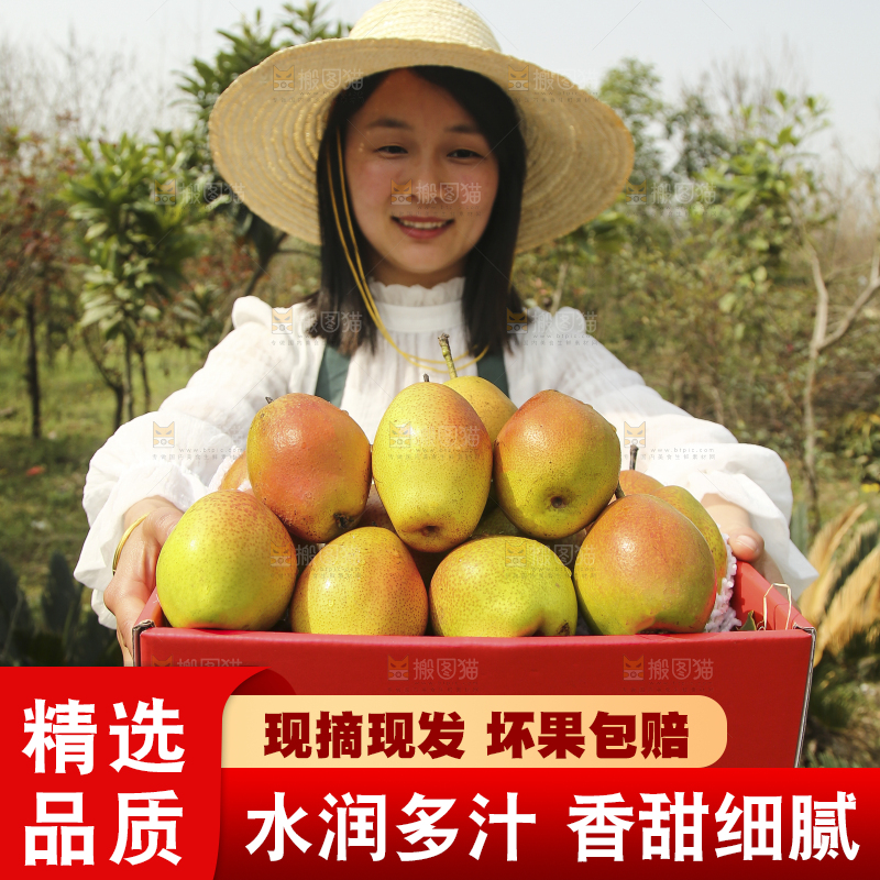 一箱红香酥梨