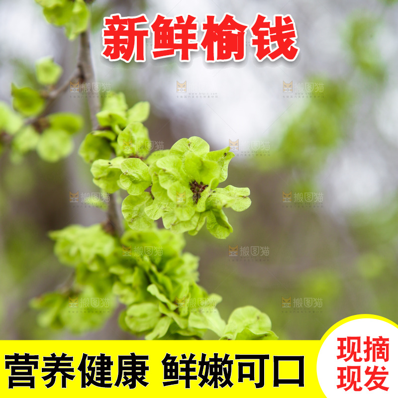 榆钱树枝叶