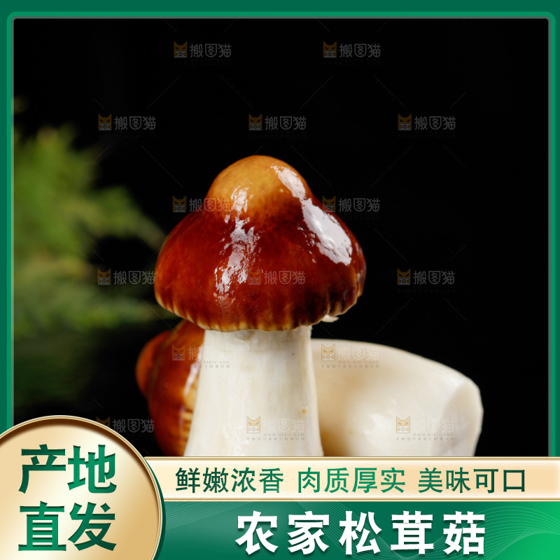 黑底上的新鲜松茸菇