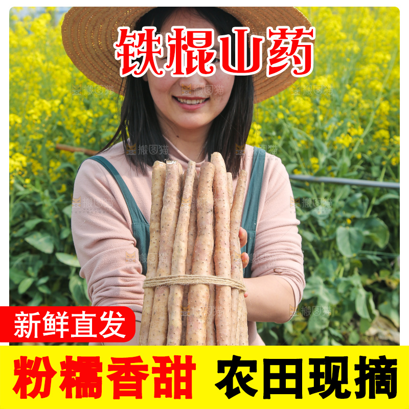 手里拿着一捆铁棍山药