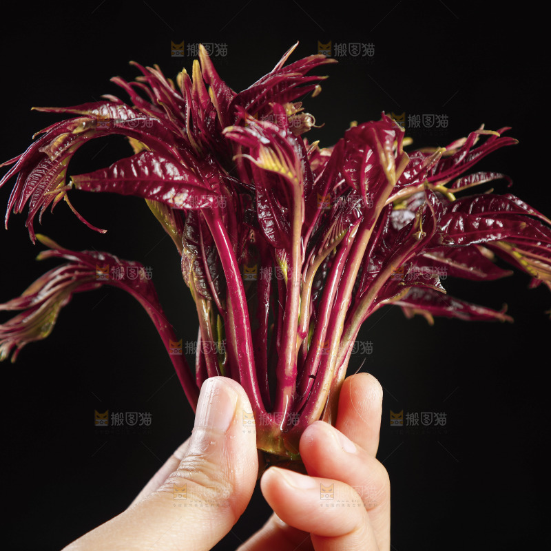 手里拿着红芽香椿