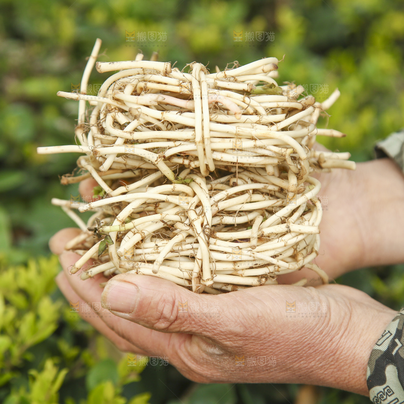手里捧着鱼腥草