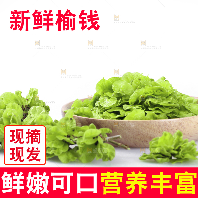 榆钱摆放在白底上