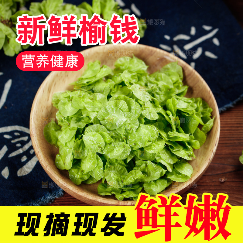 一盘榆钱
