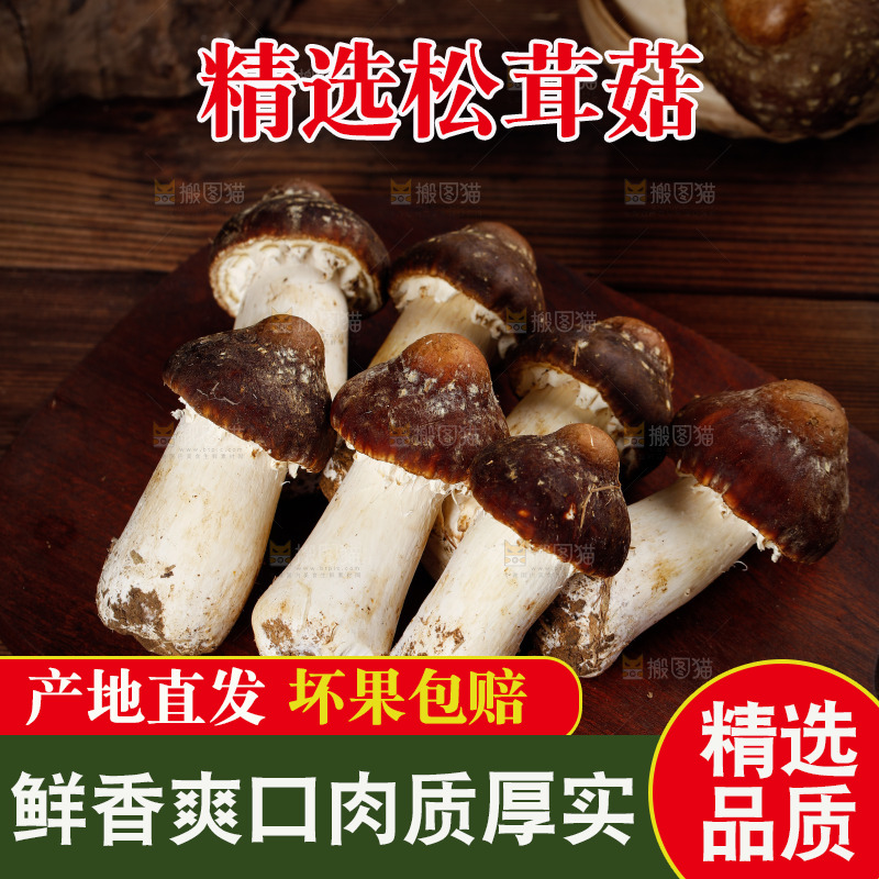 木底上的松茸