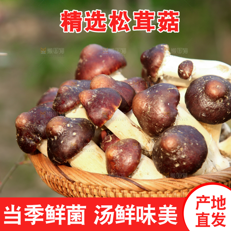 一篮新鲜赤松茸