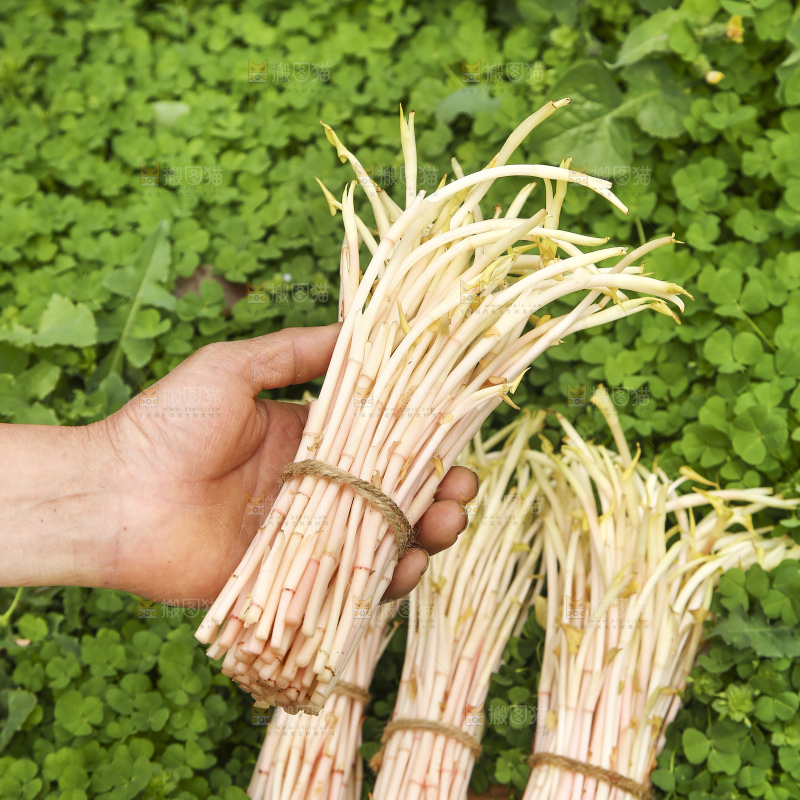 手里拿着折耳根嫩芽