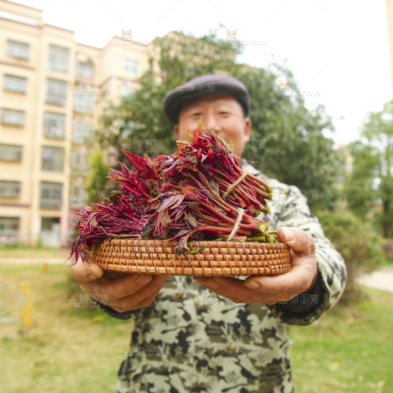 手里端着一篮红油香椿芽