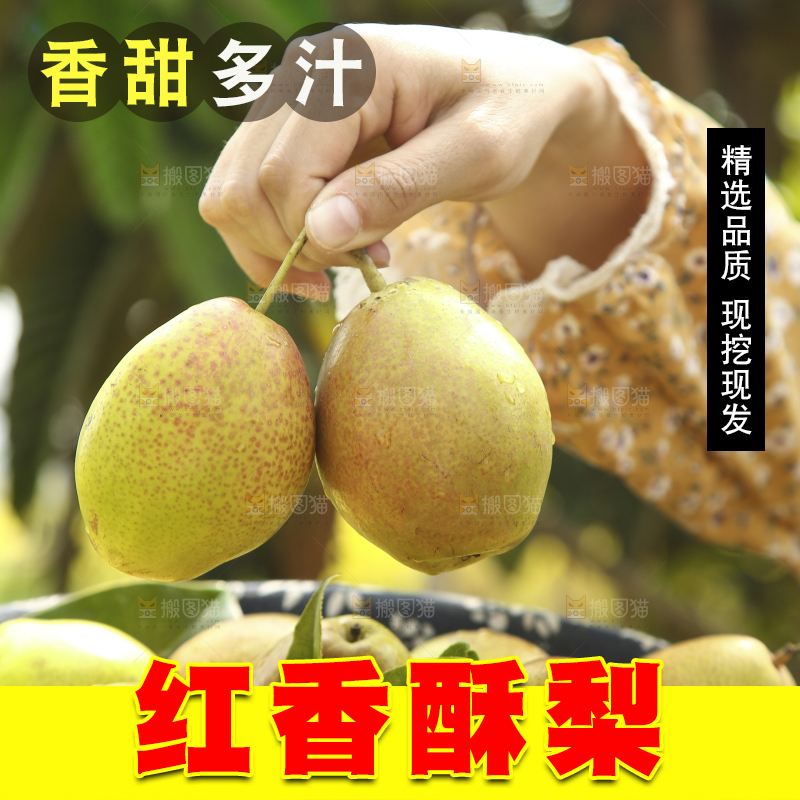 手拿着红酥梨
