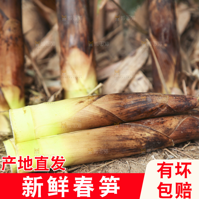 竹林里的春雷笋