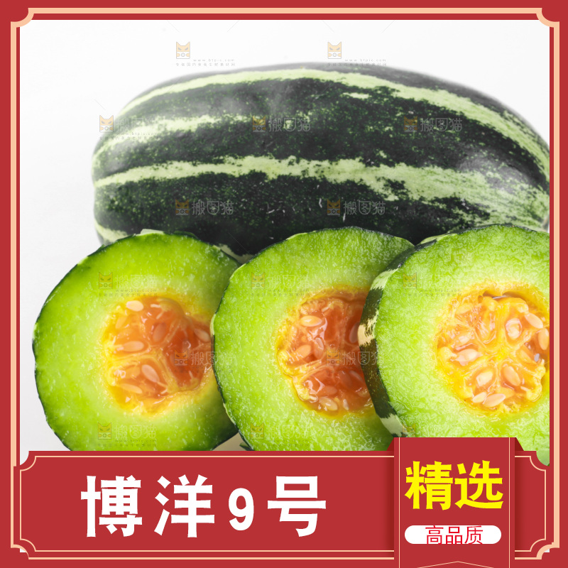 白底上放着一堆博洋9号甜瓜