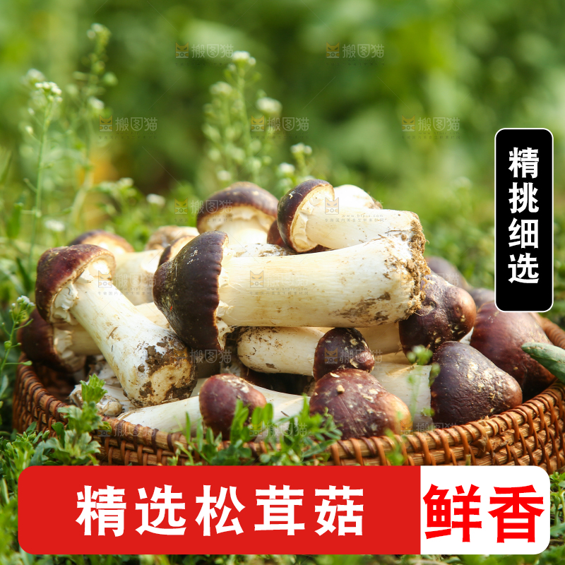 一篮云南赤松茸