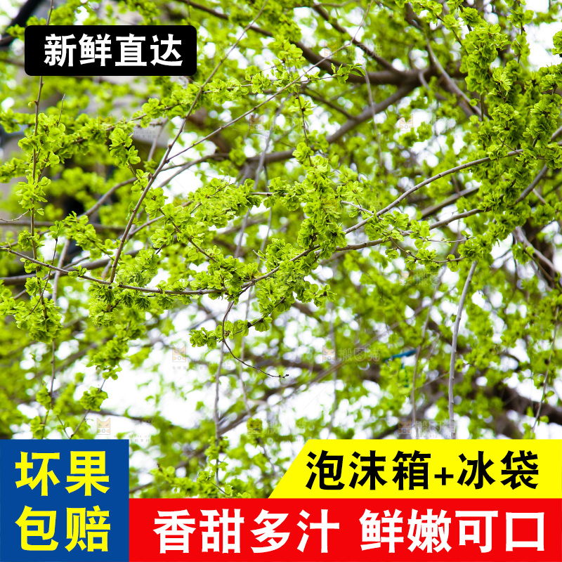 榆钱树枝叶