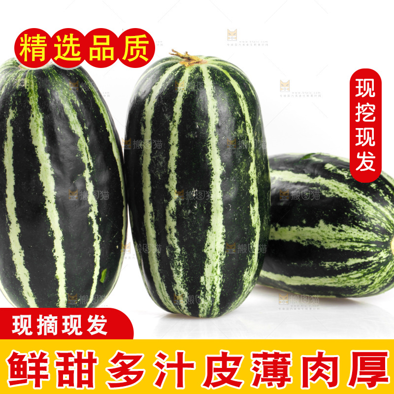 白底上的博洋9号甜瓜
