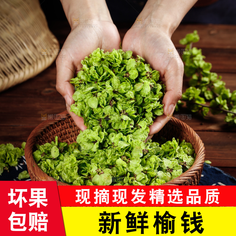 手里捧着榆钱叶