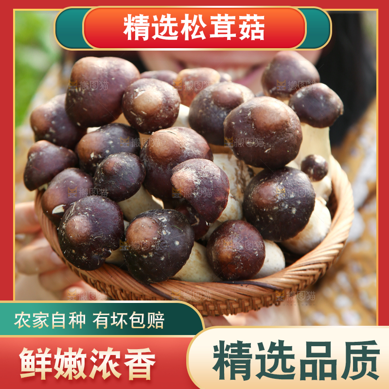 一篮云南赤松茸