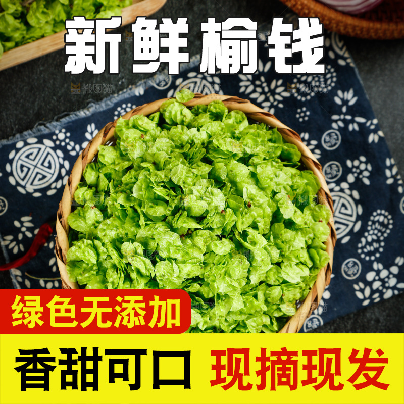 一篮野生榆钱