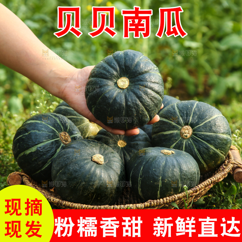 手里拿着板栗南瓜