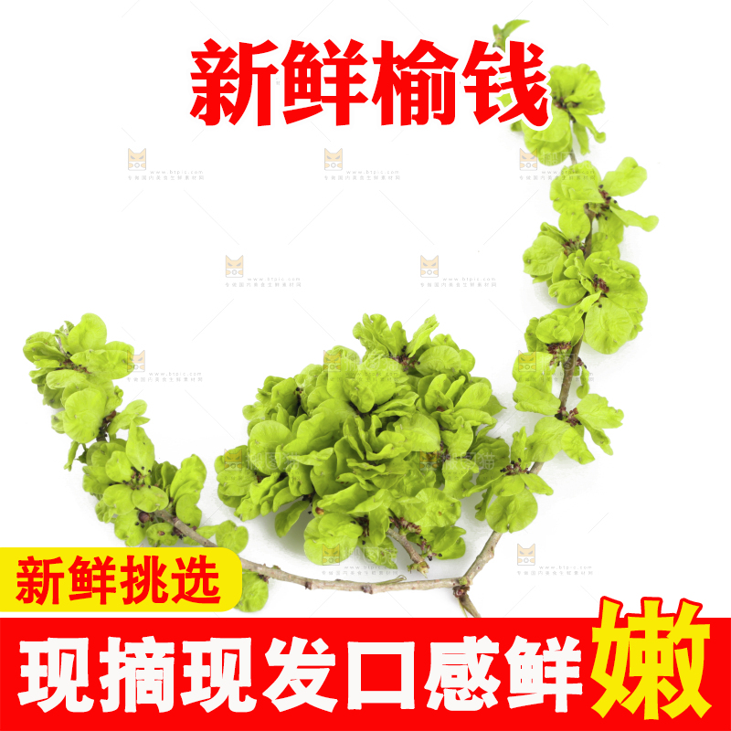 白底上的榆钱枝叶